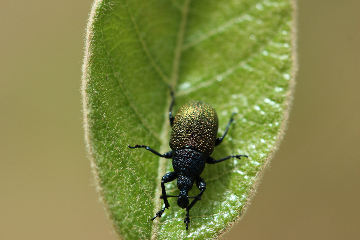 weevil