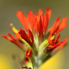 Scarlet Indian Paintbrush