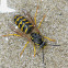 Common Aerial Yellowjacket