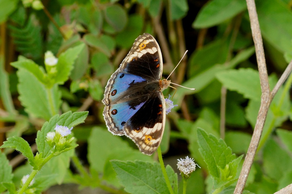 Blue Pansy