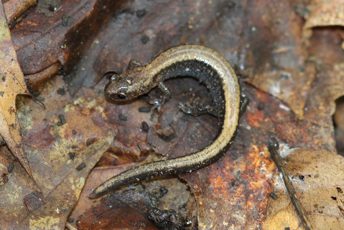 Red-backed Salamander