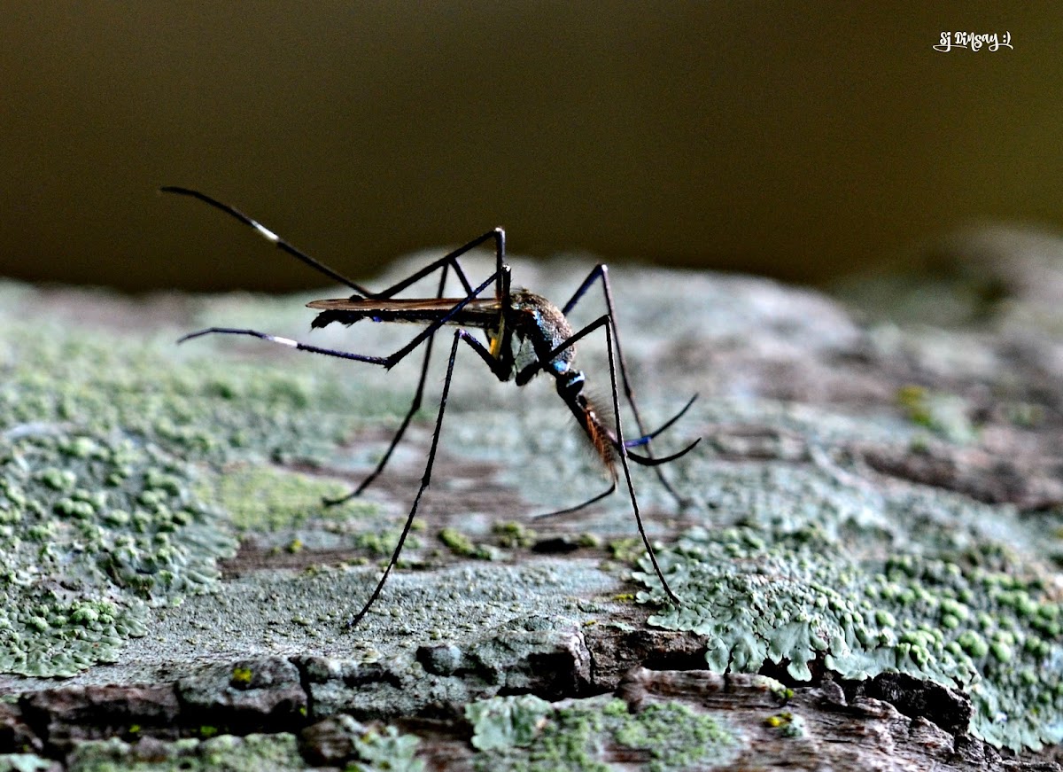 GIANT FRUIT MOSQUITO