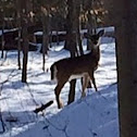 White tailed deer