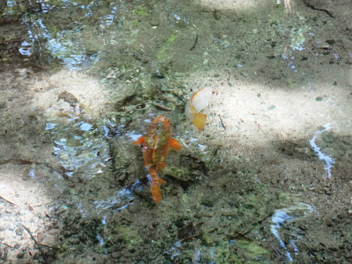 Dunn's River Falls & Rainforest Jamaica 2013