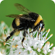 Download Bumblebees For PC Windows and Mac 7.2.1