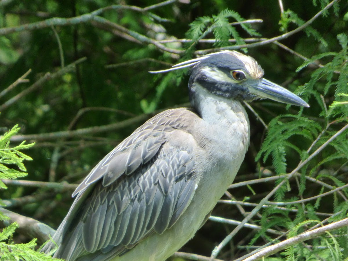 Yellow-crowned Night Heron