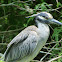 Yellow-crowned Night Heron