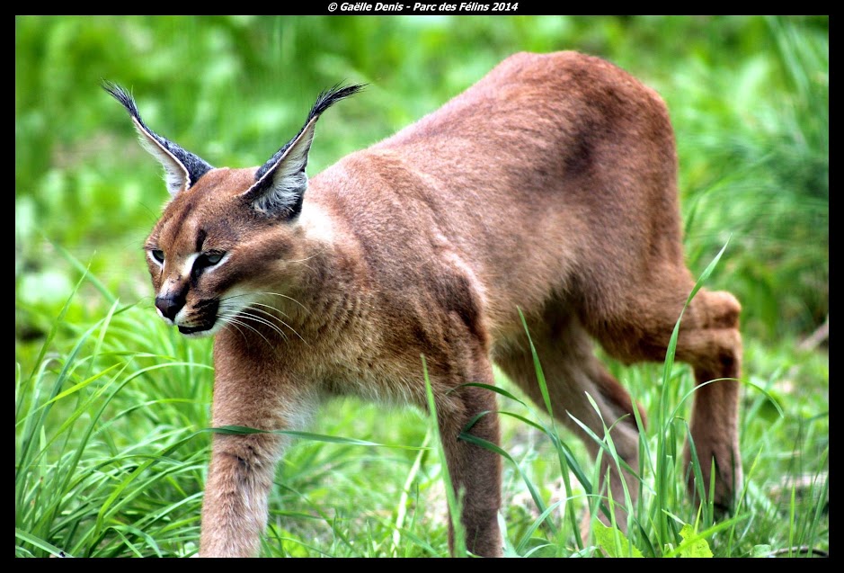 Caracal, Parc des Félins - Tous droits réservés 