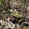 Northern Leopard Frog