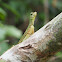 Blandford's Gliding Lizard