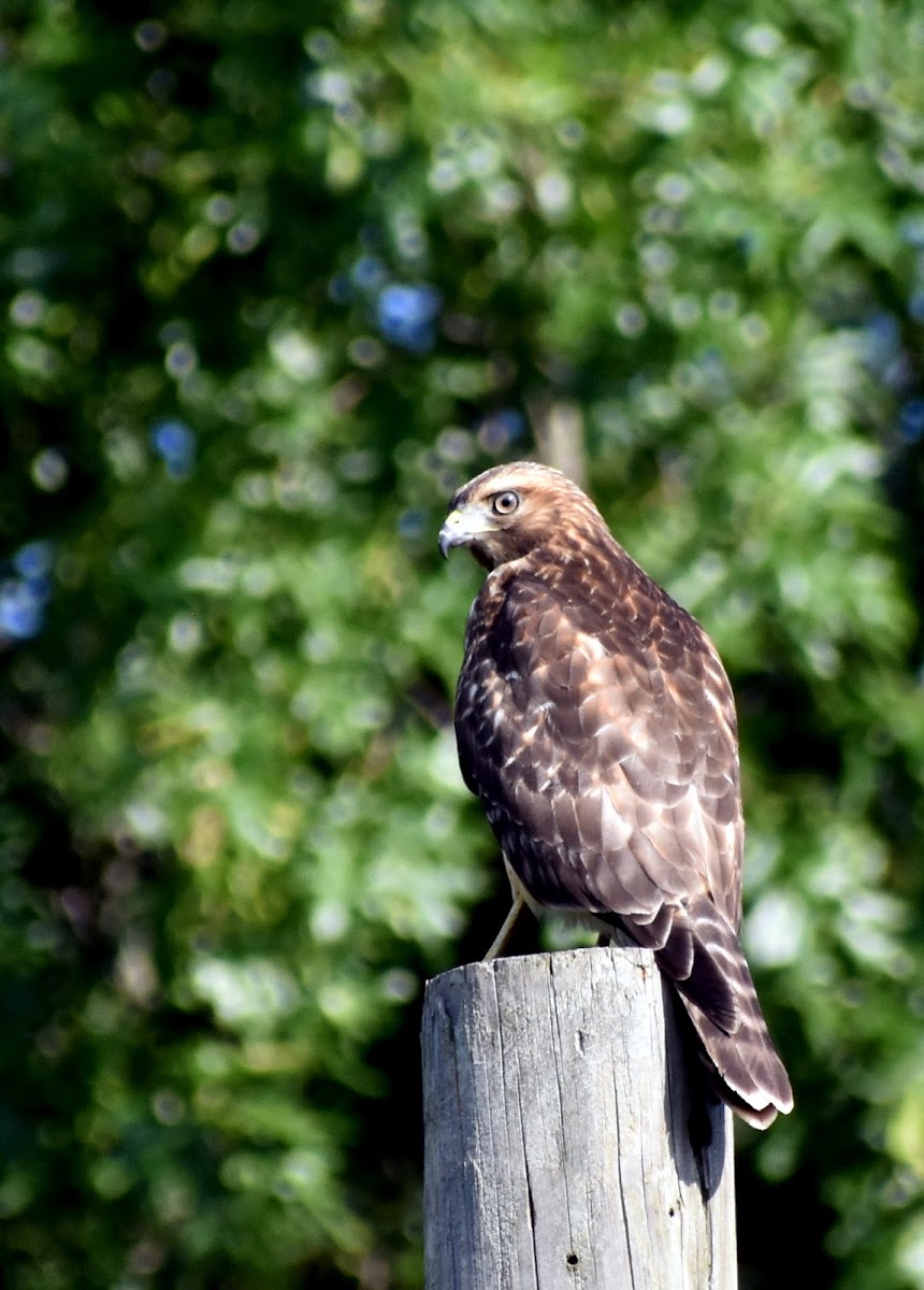 Red-Shouldered Hawk