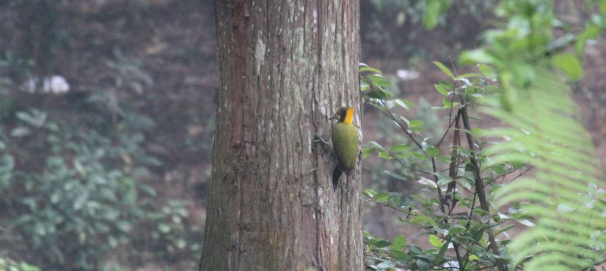 Greater Yellownape Woodpecker