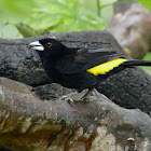 Lemon-rumped Tanager