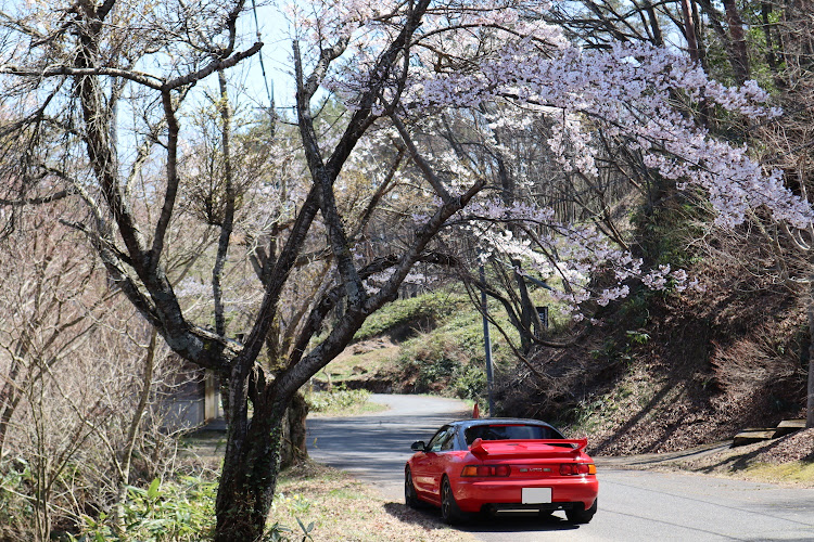 MR2のドライブ・桜と愛車・洗車に関するカスタム事例の投稿画像8枚目