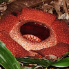 Rafflesia