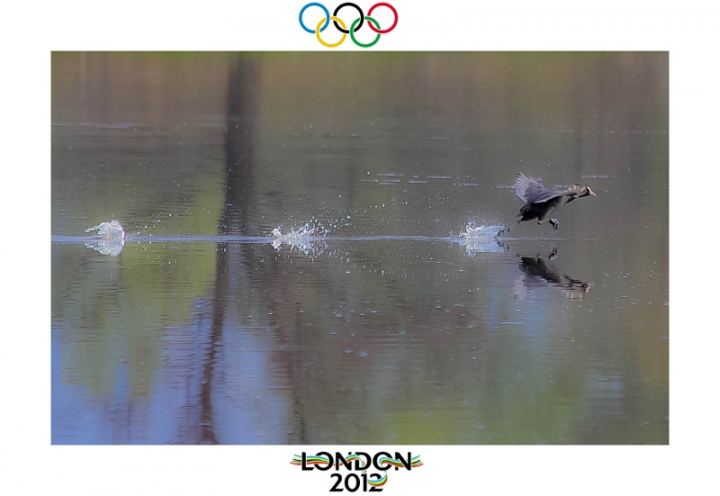 Olympic Games ... Triple Jump di Alessandro Remorini