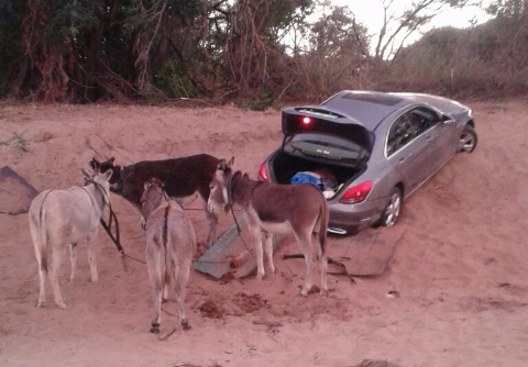 Police intercepted a stolen Mercedes Benz sedan C220 that was being pulled across a partially dry Limpopo River into Zimbabwe by donkeys.