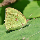 Mottled Emigrant