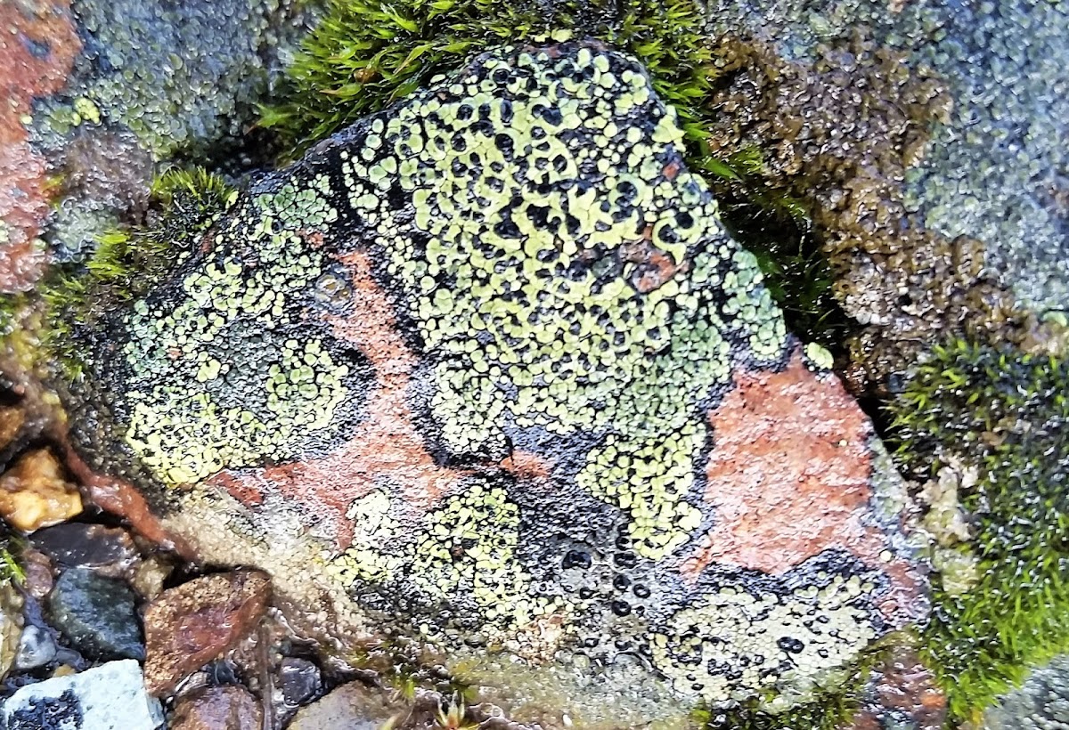 Map lichen