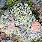 Map lichen