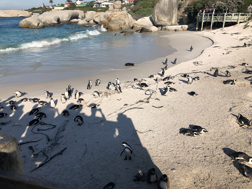 Penguins Cape Town South Africa 2018