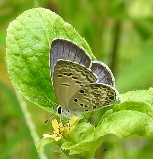 Lime Blue, female