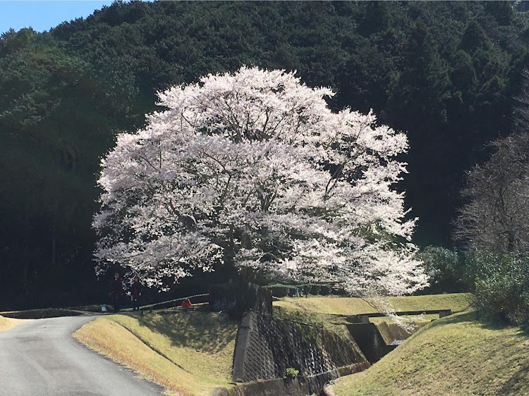 の投稿画像5枚目