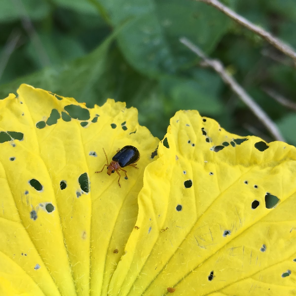 Leaf Beetle