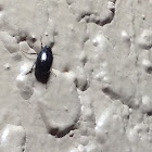 Hister Beetle