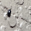 Hister Beetle