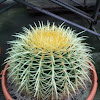 golden barrel cactus