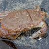 Dungeness Crab