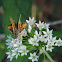 Fiery Skipper        Female