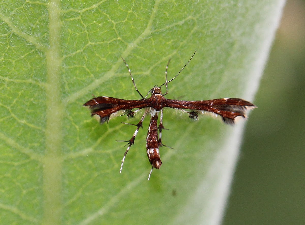 Himmelman's Plume Moth