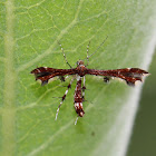 Himmelman's Plume Moth