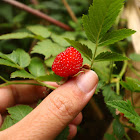 Balloon berry