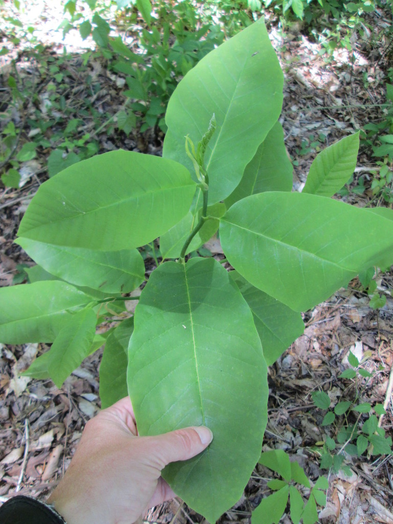 Cucumber Magnolia