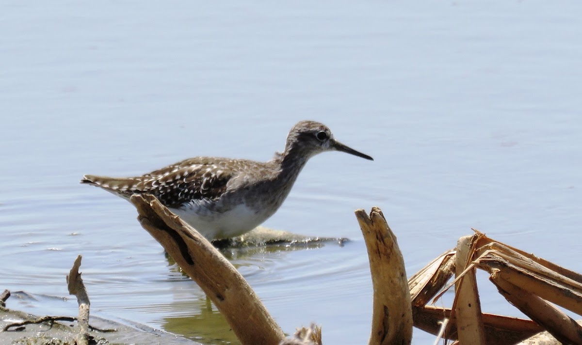 Wood sandpiper