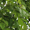 Grey-breasted Prinia