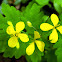 Greater celandine