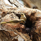 Grey-fronted Honeyeater