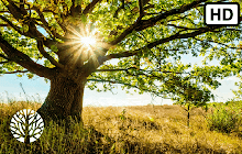 Oak Tree HD Wallpapers New Tab small promo image