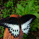 Blue Mormon