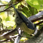 Blue Tit