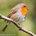 Robin