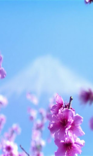 Fuji and sakura blossoms