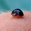 Steelblue ladybird