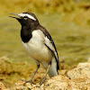 White-browed wagtail