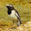 White-browed wagtail