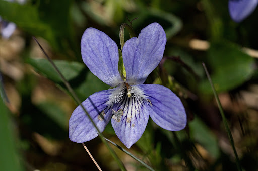 Viola lactea